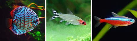 25 Best Freshwater Aquarium Fish Species .